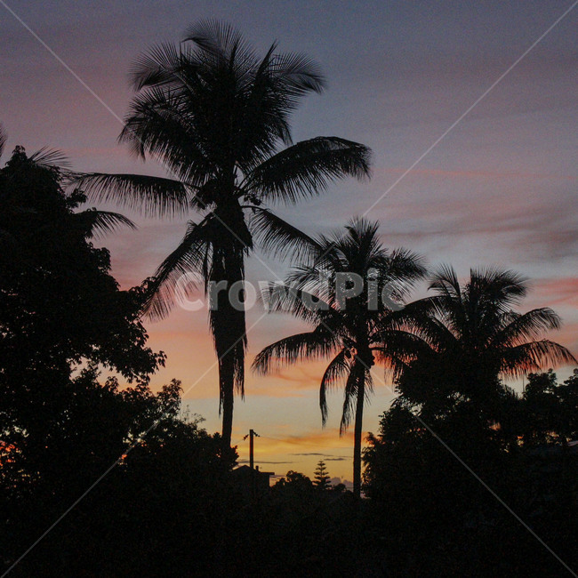 아이티,야자수,palmtree,haiti,저녁노을,노을,해질무렵,그림자,야자수그림자,나무,식물,밤풍경,밤,새벽
