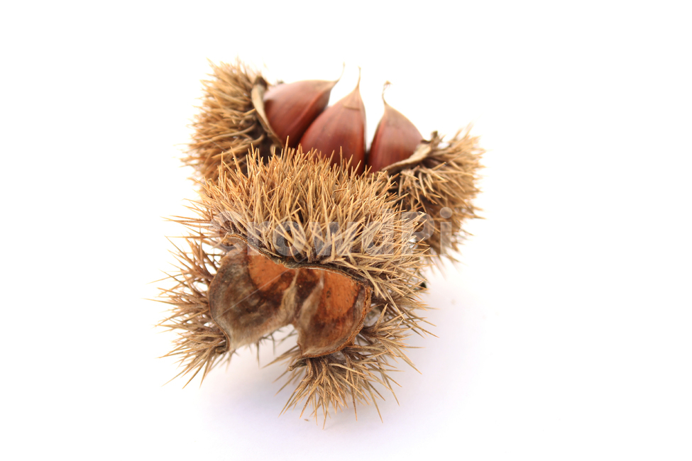 autumn,brown,bur,burr,chestnut,chestnutbur,closeup,fall,food,fruit,macro,natural,nature,nut,plant,seed,sharp,spike,갈색,브라운,밤송이,밤,클로즈업,알밤,가을,열매,음식,자연,식물,뾰족한,가시,가을,계절,fall,autumn,season,음식,식재료,요리,food,cook,meal,dishes,food reserves,과일,열매,fruit,누끼,remove background,vegetable,야채