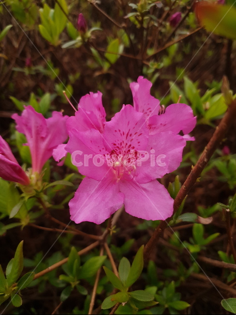 plant,blossom,flower,꽃,식물