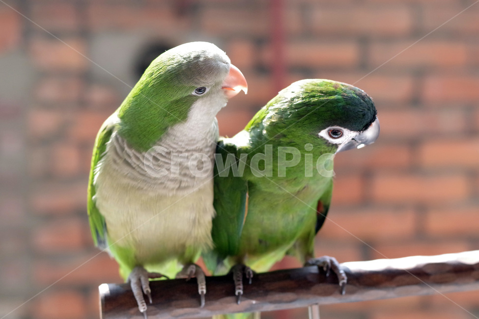 앵무새,봄,동물,조류,한스마카우,퀘이커,PARROT,MACAW,QUAKER,SPRING,동물,animal,조류,새,birds