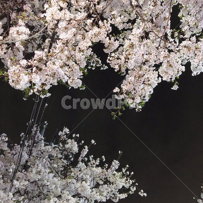 벚꽃,밤벚꽃,꽃,봄,야경,풍경,봄,계절,spring,season,plant,식물,blossom,cherry blossom,flower