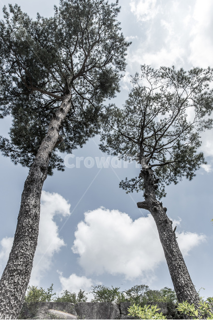 소나무,하늘,구름,가을,절개,자연,풍경,nature,landscape,식물,plants,나무,trees,wood,tree,plant,tree trunk,나무 줄기