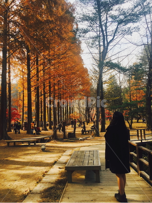 남이섬,여성,뒷모습,메타세콰이어,가을,분위기,평화,가을,계절,fall,autumn,season,사람,인물,인간,human,person,여성,여자,woman,female,lady,path,통로,pedestrian,보행자