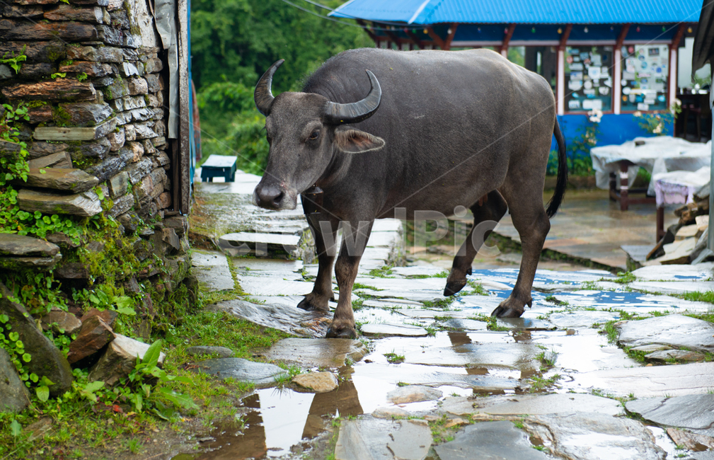 동물,물소,히말라야,안나푸르나,힌두교,네팔,포카라,트래킹,등산,모험,우기,비,소,가축,mammal,cow,포유류