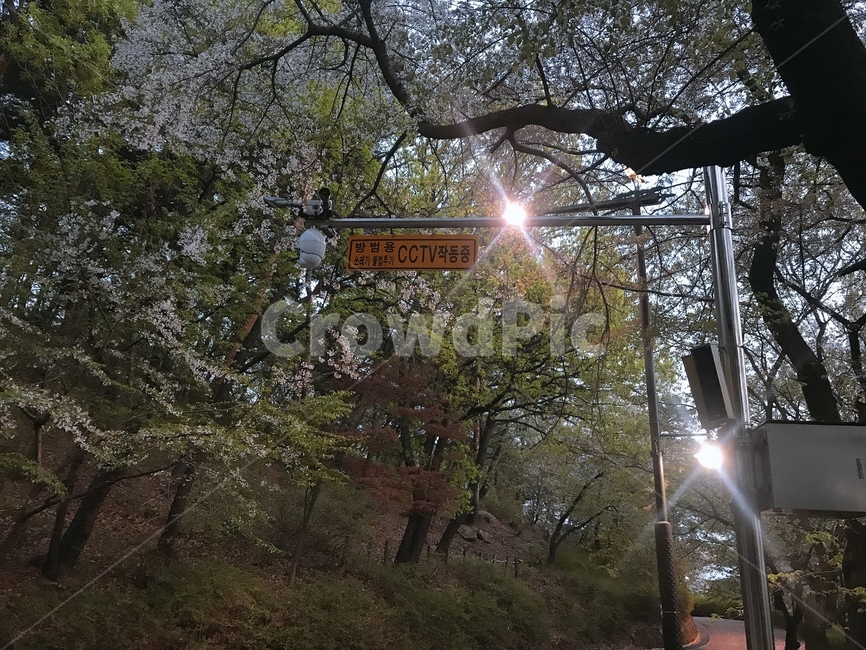cctv,나무,산책로,경기도청,배경,길