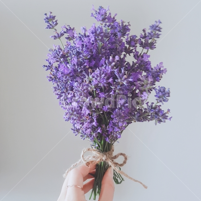 라벤더,꽃,보라색,퍼플,flower,blossom,plant,식물,식물,자연,plants,nature,꽃,flower