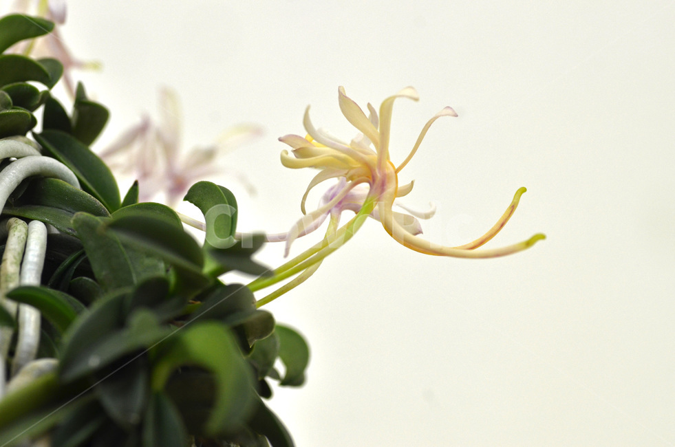 풍란,風蘭,난초,야생란,꽃,식물,자연,plants,nature,꽃,flower