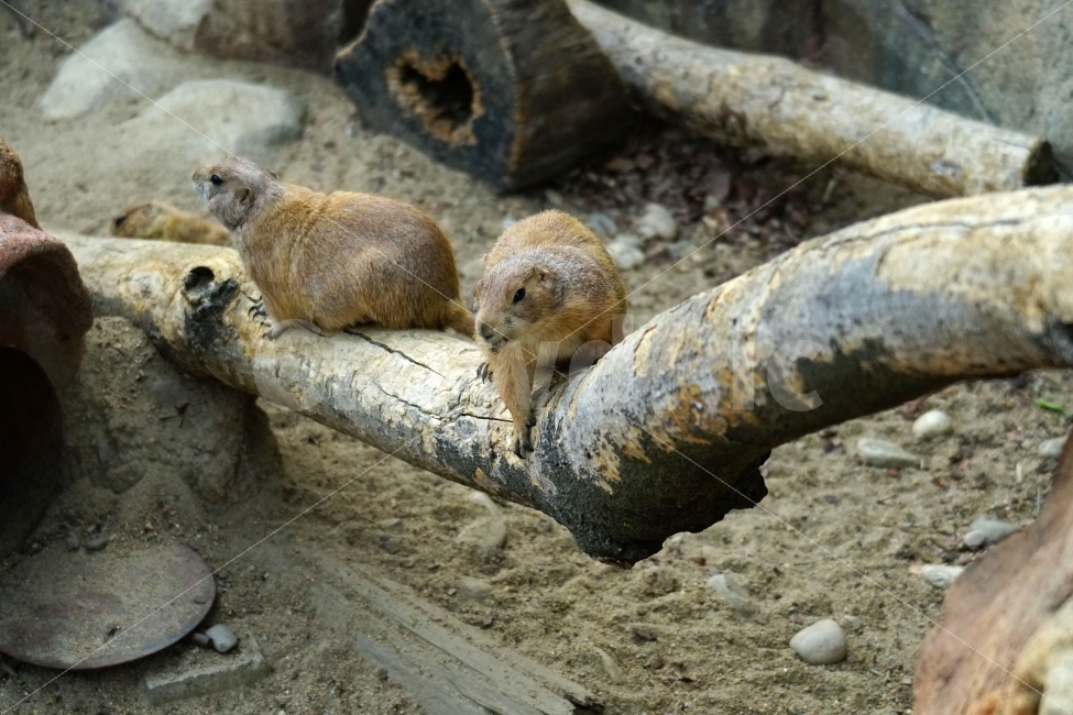 검은꼬리프레리독,프레리도그,동물,animal,포유류,다람쥐,자연,나무,돌,바위,동물원,공원,park,zoo,풍경,nature,prairiedog,프레리독,귀엽다,귀여운,귀염둥이,동물,animal,포유류,mammal