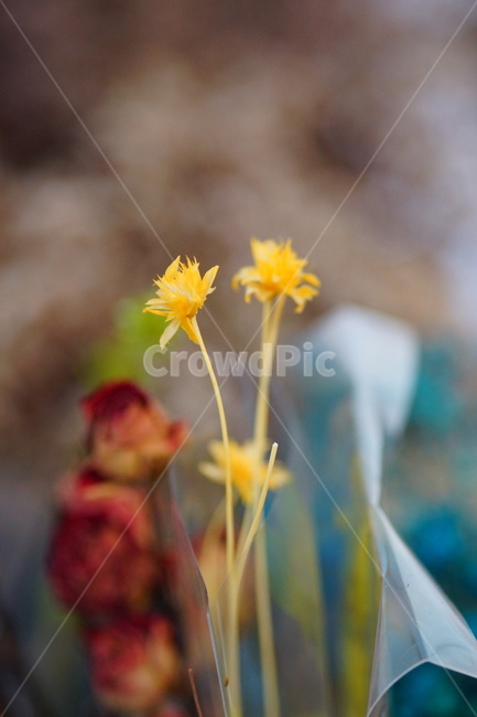 꽃,노란꽃,flower,노랑색,식물,자연,식물,자연,plants,nature,꽃,flower