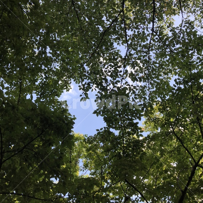하늘,나무,나뭇잎,여름,청량,자연,sky,leaves,summer,봄,spring,nature,자연,풍경,nature,landscape,tree,plant,식물,tree trunk,나무 줄기