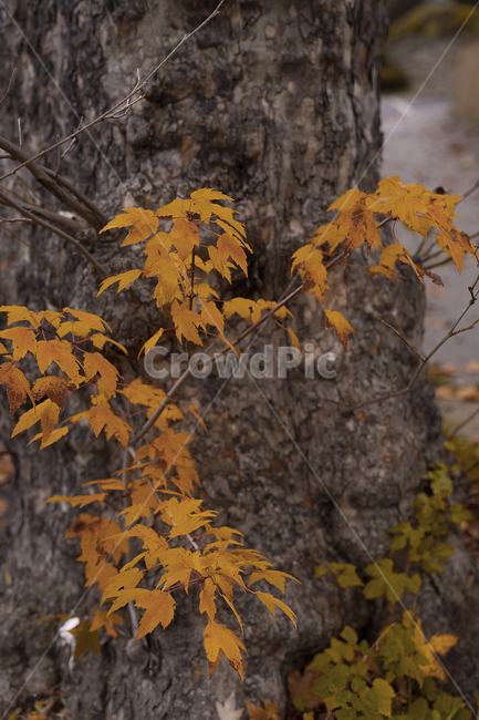 plant,식물,leaf,잎,tree,나무,가을,계절,fall,autumn,season