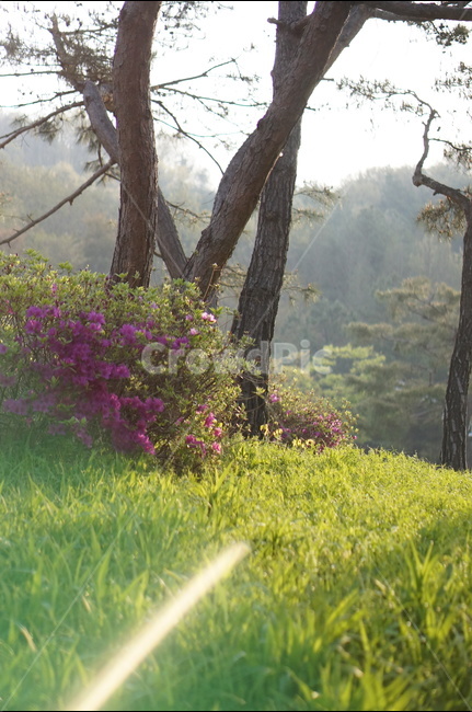 봄,아침,빛내림,빛비침,따스함,나무,자연,풍경,nature,landscape,식물,plants,나무,trees,wood,휴식,힐링,rest,relaxation,healing,tree,plant,tree trunk,나무 줄기