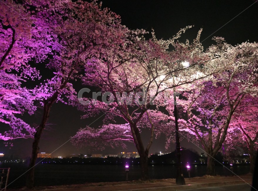 꽃,벚꽃,조명,밤하늘,야경,꽃구경,벚꽃축제,봄,계절,spring,season,야경,밤,풍경,nightscape,night,landscape,plant,식물,flower,blossom,cherry blossom
