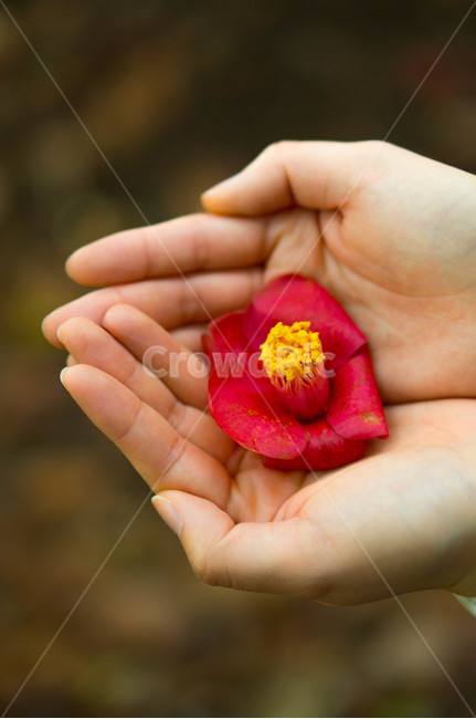 동백꽃,동백,여수,오동도,자연,손,감성사진,flower,봄,꽃,flower