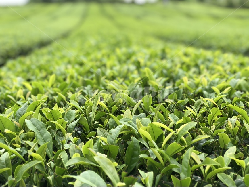 녹차,녹차잎,녹차밭,초록,식물,밭,greentea,잎,자연,nature,green,제주도,식물,자연,plants,nature