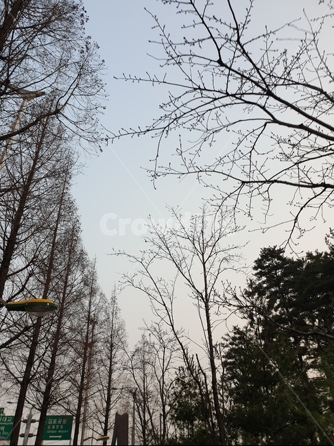 풍경,하늘,나무,햇빛,구름,자연,풍경,nature,landscape,tree,plant,식물