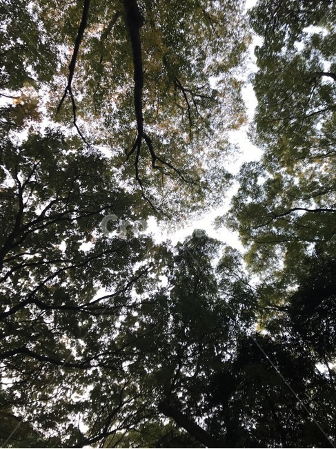 숲길,나무,하늘,자연,힐링,산