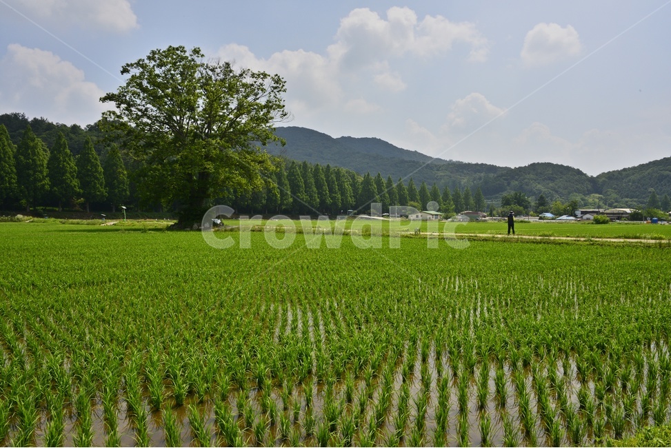 전남,순창,농촌풍경,농촌,풍경,벼,나루,초록색,outdoors,옥외,field,들,nature,자연,논,메타길,자연,풍경,nature,landscape,한국자연풍경,한국자연경관,korea nature landscape,농업,농사,agriculture,farming,farming industry