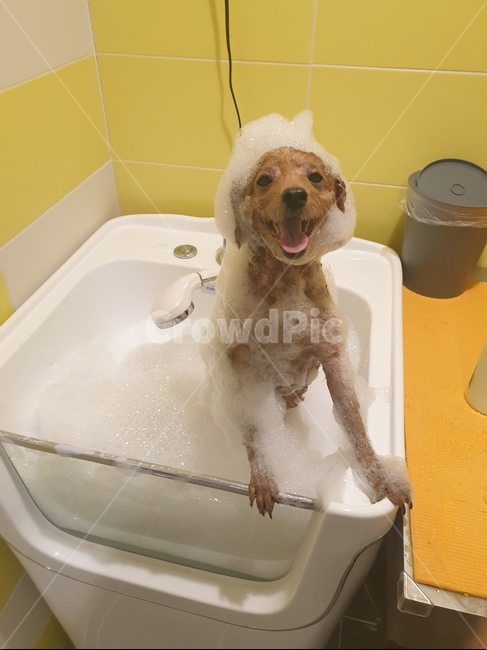 푸들,강아지,목욕,거품,버블,동물,animal,포유류,mammal,개,강아지,dog,doggy