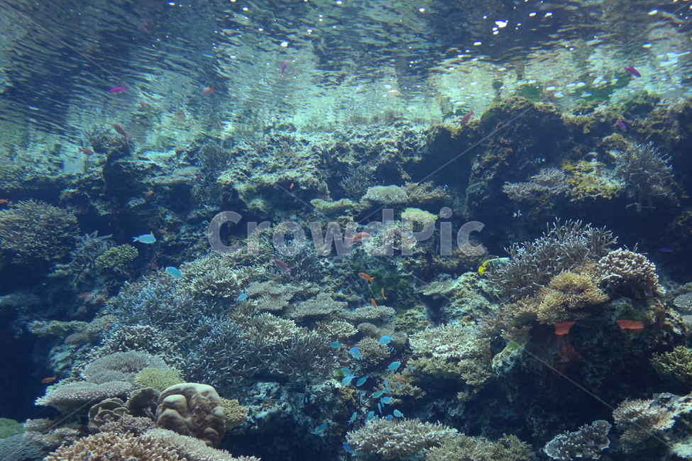 수족관,산호초,해양생물,대양,옥외,바다,물,동물,암초,coralreef,reef,animal,sealife,outdoors,sea,자연,water,nature,ocean