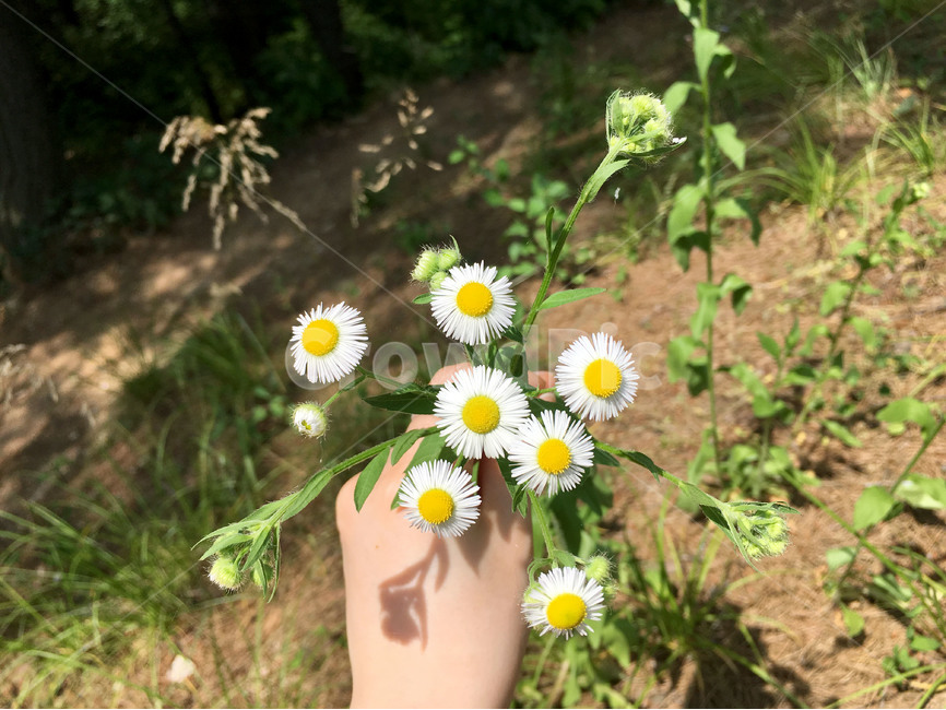 야생화,꽃,자연,식물,손,산,여름,wildflower,flower,nature,plant,hand,mountain,summer,식물,자연,plants,nature,꽃,flower,사람,인물,인간,human,person,신체일부,몸,body