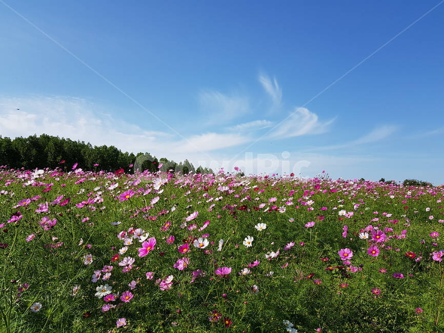 가을,코스모스,가을하늘,야생화,가을느낌,가을,계절,fall,autumn,season,식물,자연,plants,nature,꽃,flower,plant,grassland,목초지,outdoors,옥외,field,들,farm,농장,rural,농촌,meadow