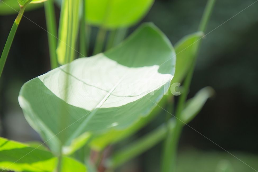 풀,이파리,빛,초록색,자연,식물,자연,plants,nature