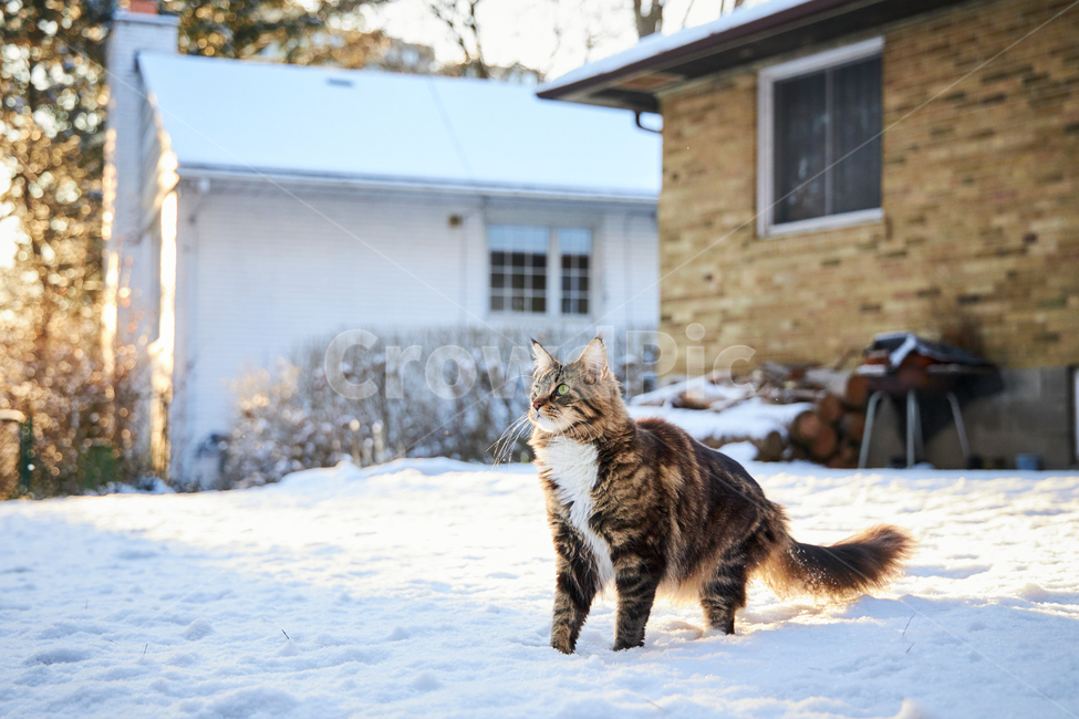 동물,animal,고양이,cat,kitten,포유류,애완동물,반려동물,애완묘,메인쿤,mainecoon,pet,눈,캐나다,캐나다겨울,동물,animal,포유류,mammal,고양이,cat,kitten,kitty