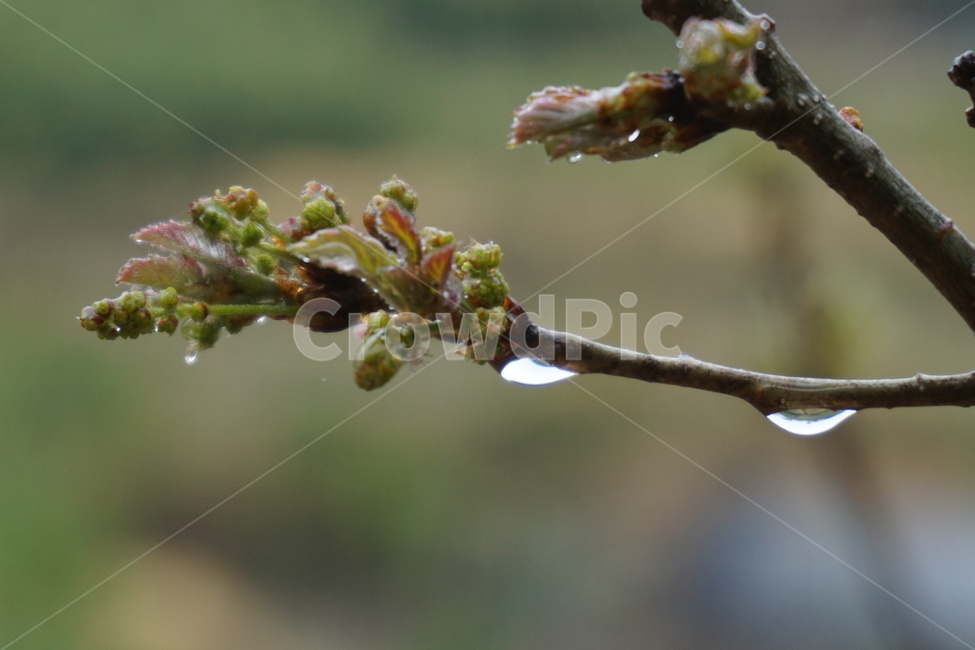 비,빗방울,나무,새순,나뭇가지,비오는날,맺히다,식물,자연,plants,nature,비,비오는날,rain,rainy