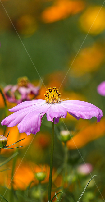 식물,꽃,코스모스,자연,가을,식물,자연,plants,nature,꽃,flower