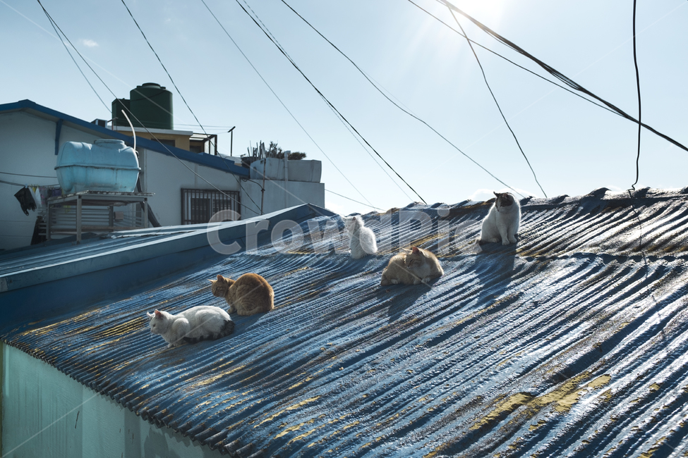 부산,감천문화마을,풍경,고양이,길고양이,낮잠,일광욕,지붕,슬레이트,다섯마리,동물,하늘,전깃줄,주경,동물,animal,포유류,mammal,고양이,cat,kitten,kitty,휴식,힐링,rest,relaxation,healing