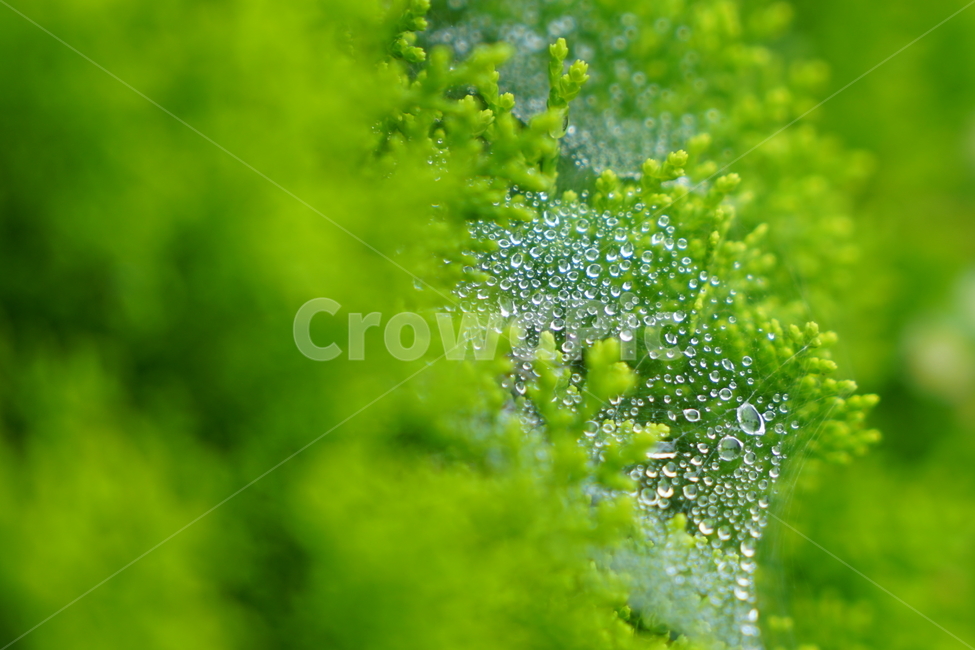 거미줄,물방울,이슬,풀,접사,거미,습기,봄,계절,spring,season,식물,자연,plants,nature,plant