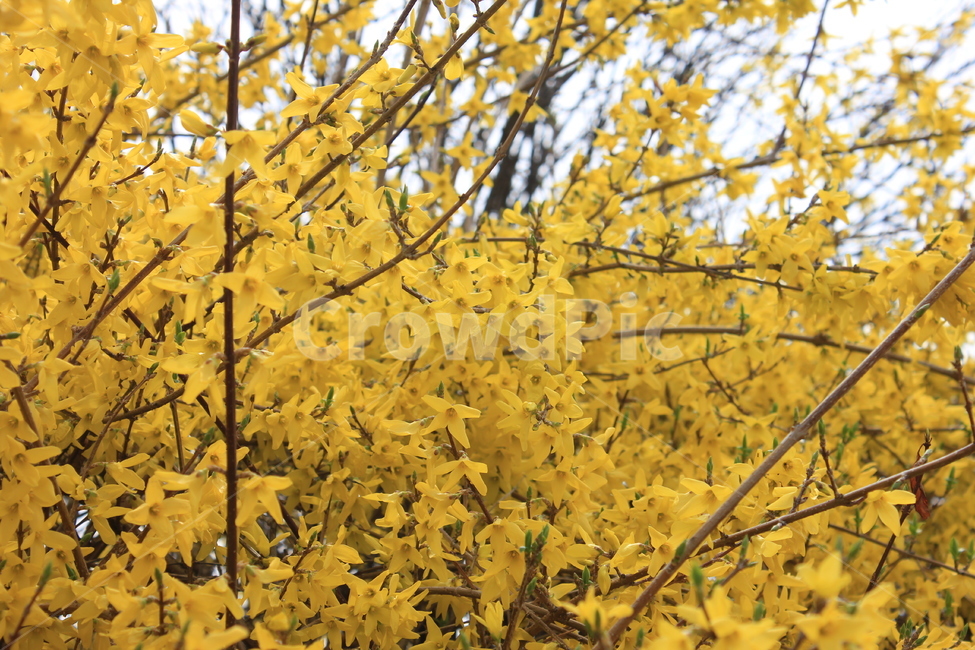 봄,개나리,노랑,꽃,따뜻,봄,계절,spring,season,식물,자연,plants,nature,꽃,flower,plant,tree,나무
