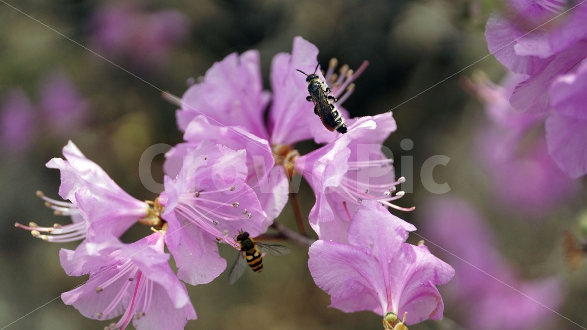 봄,꽃,플라워,spring,flower,봄꽃,식물,자연,이파리,풀,접사,산,산속,산길,산책,산보,4월,화단,꽃밭,나무,tree,nature,april,꽃잎,벌,꿀벌,말벌,일벌,벌침,곤충,환경,생태계,bee,insect,진달래꽃,동물,animal,식물,자연,plants,nature,동물,animal,곤충,벌레,insect,bug,꽃,flower