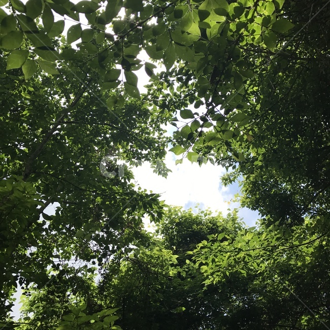 힐링,숲,초록색,산책,봄