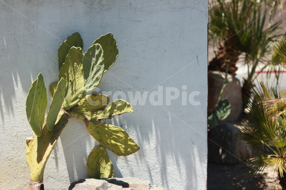 선인장,열대식물,사막식물,열대,사막,cactus,plant,식물,휴양지,미국서부