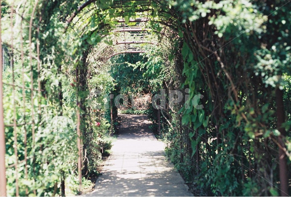 터널,나무,덩쿨,줄기,그늘,나무터널,나무덩쿨,나무줄기,tunnel,tree,green,자연,제이드가든,공원,산책,garden,park,자연,풍경,nature,landscape,감성,sensible,feeling,휴식,힐링,rest,relaxation,healing,outdoors,옥외,정원,arbour,정자,porch,현관,patio,안마당