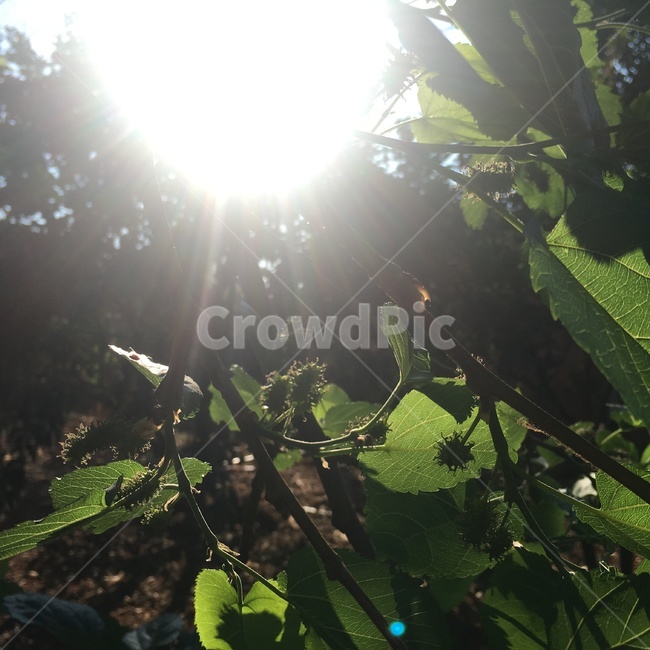나무,열매,햇빛,빛,light,sunlight,tree,berry,green,brazil,브라질,nature,자연,southamerica,latin,남미,라틴,아메리카,dark