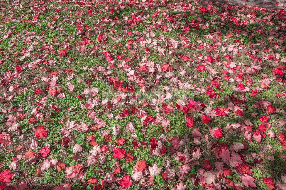 단풍잎,나뭇잎,잔디,잔디위단풍,빨강,flower,꽃잎,plant,식물,blossom,꽃,petal,가을,계절,fall,autumn,season