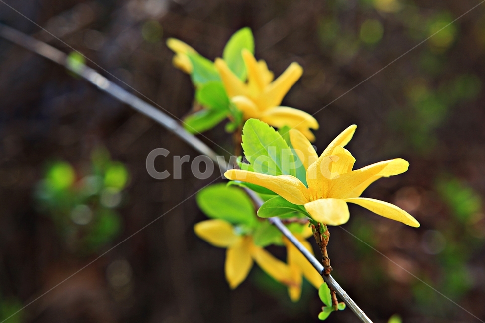 개나리,꽃,나무잎,자연,배경,봄,계절,spring,season,식물,자연,plants,nature,꽃,flower,plant