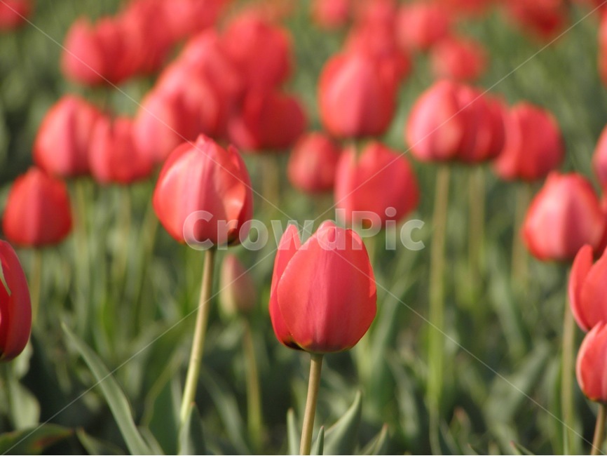 flowertullip,튤립,꽃,봄,tullip,봄,계절,spring,season,식물,자연,plants,nature,꽃,flower,색깔,색상,색채,색감,color sense,color sensitivity,feeling of color,plant,blossom