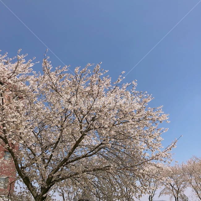 봄,꽃,벚꽃,하늘,구름,봄,계절,spring,season,plant,식물