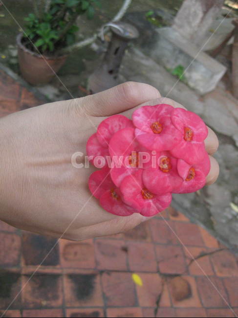 꽃,꽃반지,red,flower,blossom,겹꽃