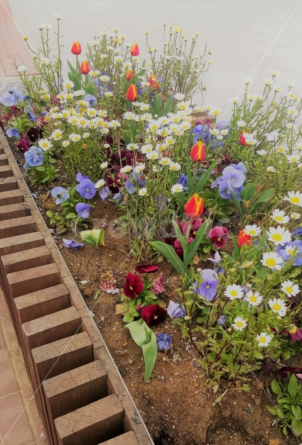 꽃,flower,공원,산책,park,walking,휴식,튤립,식물,자연,plants,nature,꽃,flower