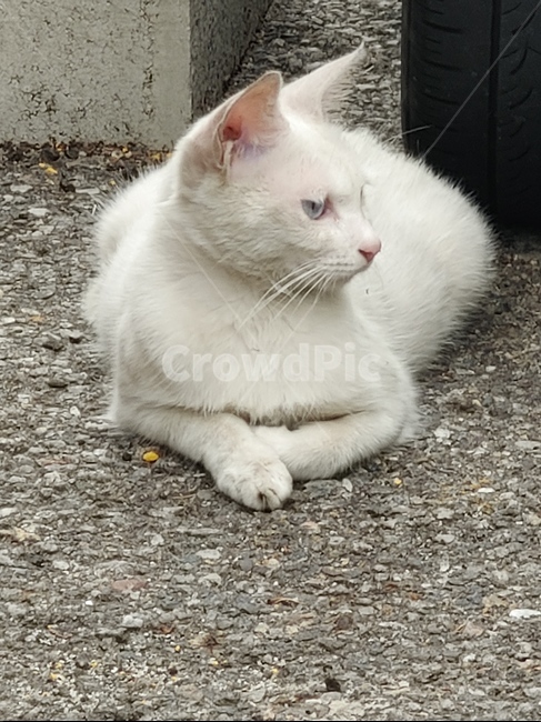 고양이,길,야생,오드아이,하얀색