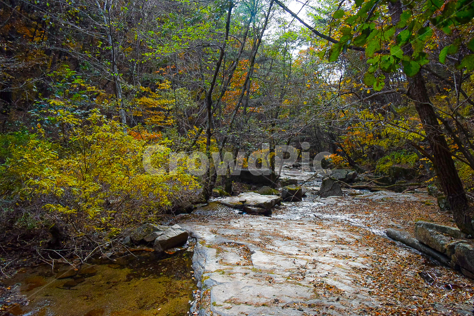 산,자연,물,나무,가을,water,nature,outdoors,가을,계절,fall,autumn,season,식물,자연,plants,nature,stream,흐름,creek,작은 만,옥외