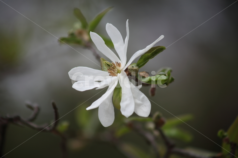 별목련,꽃,봄,목련,식물,kobusmagnolia
