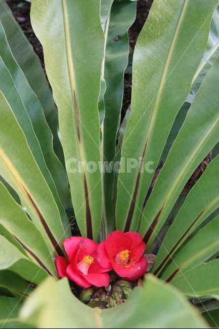 동백꽃,동백,겨울,봄,꽃,자연,풍경,식물,nature,plants,flowers,spring,winter,식물,자연,plants,nature,꽃,flower