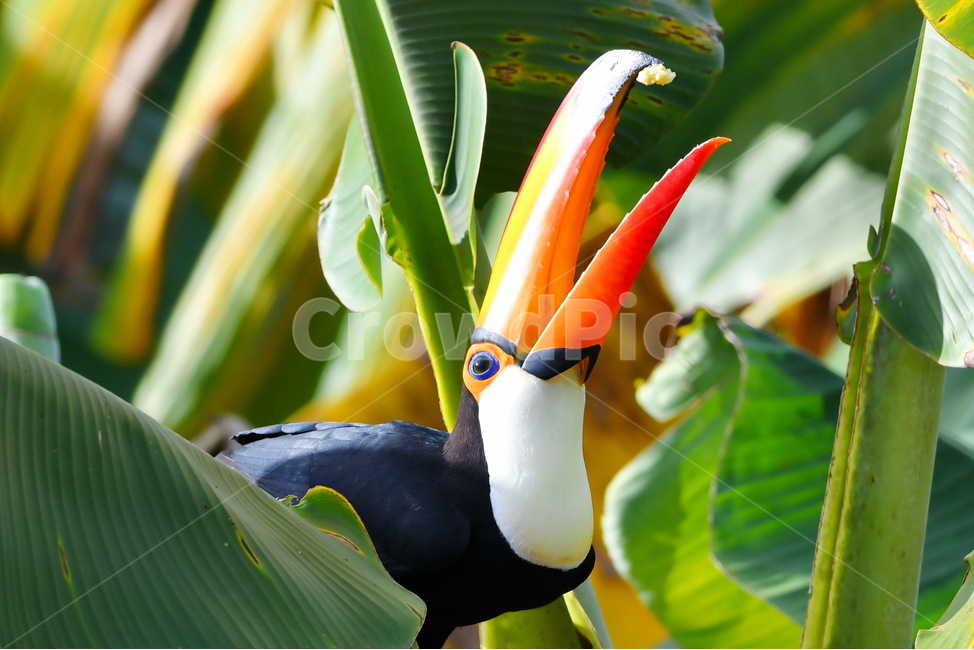 투칸,토코투간,큰부리새,바나나,toucan,동물,animal,조류,새,birds