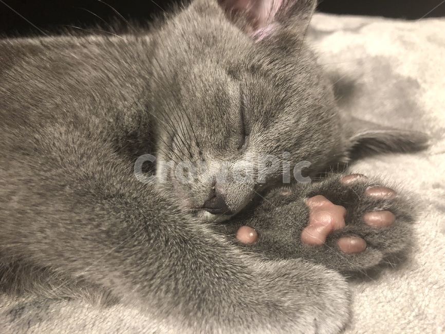 고양이,고양이발,발바닥,자는모습,아기,새끼고양이,동물,animal,포유류,mammal,고양이,cat,kitten,kitty